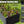 8×4×1.5 ft Galvanized Raised Garden Bed