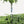5FT Artificial Real Touch Norfolk Pine Tree - Potted Plants