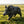 Simulated Wild Boar Resin Garden Statue