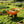 Steel Tray Wheelbarrow Two-Wheeled Trolley for Garden Use