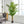 Artificial Palm Tree by House of Zazla