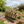 4 Pack Metal Garden Trellis