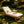 Light Teak Acacia Wood Chaise Lounge Set: 1 Frame + 1 3-Fold