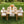 Outdoor Dining Chair Set of 4 with Curved Acacia Wood Arms