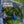 CLAM Quick-Set Traveler 6 x 6 Ft Portable Outdoor 4 Sided Canopy Shelter, Blue