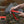 Fenix HL16 Lightweight Outdoor Hiking LED Headlamp