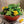 The HC Companies 18 Inch Resin Garden Bowl Planter Pot, Terra Cotta (4 Pack)