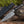 Gale Damascus Chef's Knife with Exotic Wenge Wood Handle