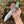 Hand Engraved D2 Hunting Knife | Camel Bone Handle