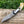 Hand Forged Damascus Folding Knife With Bull Horn Handle & Leather Sheath