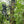 Hawk Hammock Apex Full Platform, Tree Digger Teeth, Silent Strap (HWK-HHFP)