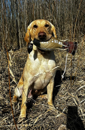 HuntEmUp Ultimate Grouse Dog Training Scent Injection Kit