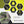 Brush Grubber HD Shrub Clump Tree Grabber Metal Chain System and Tugger Chain