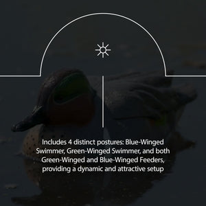 Avian X Topflight Early Season Teal with Realistic True to Life Postures, 6 Pack