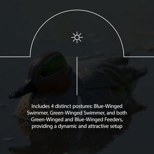 Avian X Topflight Early Season Teal with Realistic True to Life Postures, 6 Pack