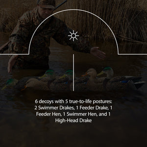 Avian X Topflight Early Season Mallard Duck Realistic Decoys, Multicolor, 6 Pack