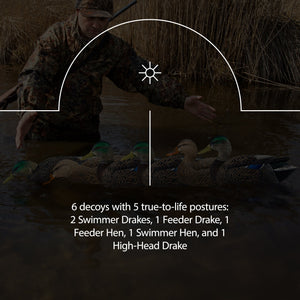 Avian X Topflight Early Season Mallard Duck Realistic Decoys, Multicolor, 6 Pack