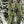 Yeh Girl Ski & Snowboard Jacket - Khaki