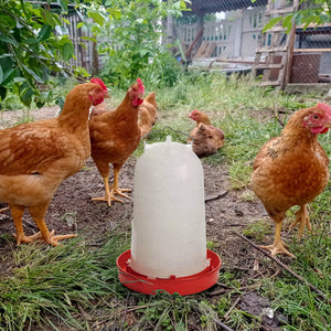 API HPW33 3 Gallon Heated Poultry Chicken Waterer Drinking Water Tank Trough