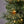 Home Heritage Stanley 5' Pine Artificial Christmas Tree, PreLit 150 White Lights