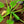 DeWitt NAT3300 3 x 300 Ft Natural Biodegradable Paper Mulch Garden Weed Barrier