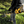 DEWALT FLEXVOLT Cordless 60V MAX Brushless String Trimmer with 2 Speed Control