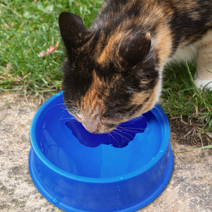 Farm Innovators Plastic Heated Pet Bowl with Anti Chew Cord for All Breed Sizes - TRAPSKI