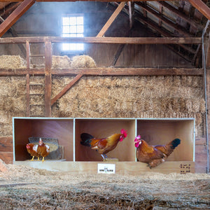 Rugged Ranch TRIPLEX RuggEgg Barn Wooden Chicken Coop Triple Nesting Egg Boxes - TRAPSKI