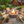 Log Wooden Deck Chair