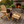 Log Wooden Deck Chair