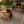 Log Wooden Deck Chair