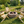 Log Wooden Deck Chair