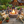 Log Wooden Deck Chair