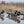 Avian X Topflight Honker Floaters with True to Life Postures for Hunting Use