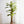 Maia Shop Artificial Banana Tree 6 Feet Tall Tropical Home Decoration, 71 Inches