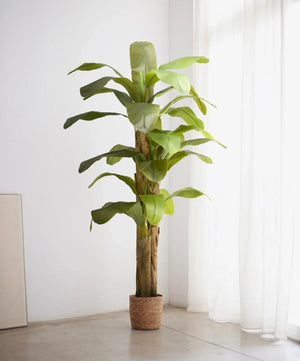 Maia Shop Artificial Banana Tree 6 Feet Tall Tropical Home Decoration, 71 Inches
