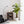 Maia Shop Artificial Banana Tree 5 Feet Tall Tropical Home Decoration, 60 Inches