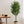 Maia Shop Artificial Eucalyptus Tree 5' Tall, Fake Tree with Natural Wood Trunk