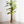 Maia Shop Artificial Banana Tree 7 Feet Tall Tropical Home Decoration, 83 Inches