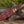 Matrix Bowie Knife with Pakkawood Handle