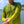 MEN'S SPORT TEC | MORAY EEL | CREW - TRAPSKI