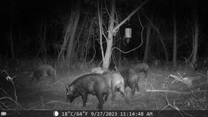 Sentinel Night Vision Trail Camera