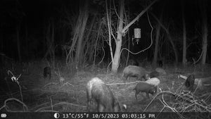 Sentinel Night Vision Trail Camera