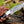Nimbus Damascus Hutning Knife with Horn & Rose Wood Handle