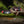 Fenix HM62-T Lightweight Trail Running Headlamp