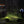 Fenix HM62-T Lightweight Trail Running Headlamp