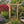 Outdoor Wooden Arbor