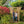 Outdoor Wooden Arbor