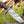 Paragon Damascus Bowie Knife with Exotic Rosewood Handle