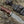 Polaris Damascus Hunting Knife with Exotic Red Heart Wood Handle
